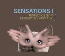 Sensations !