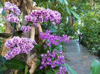Exposition Mille & une orchidées 2016 au Jardin des Plantes